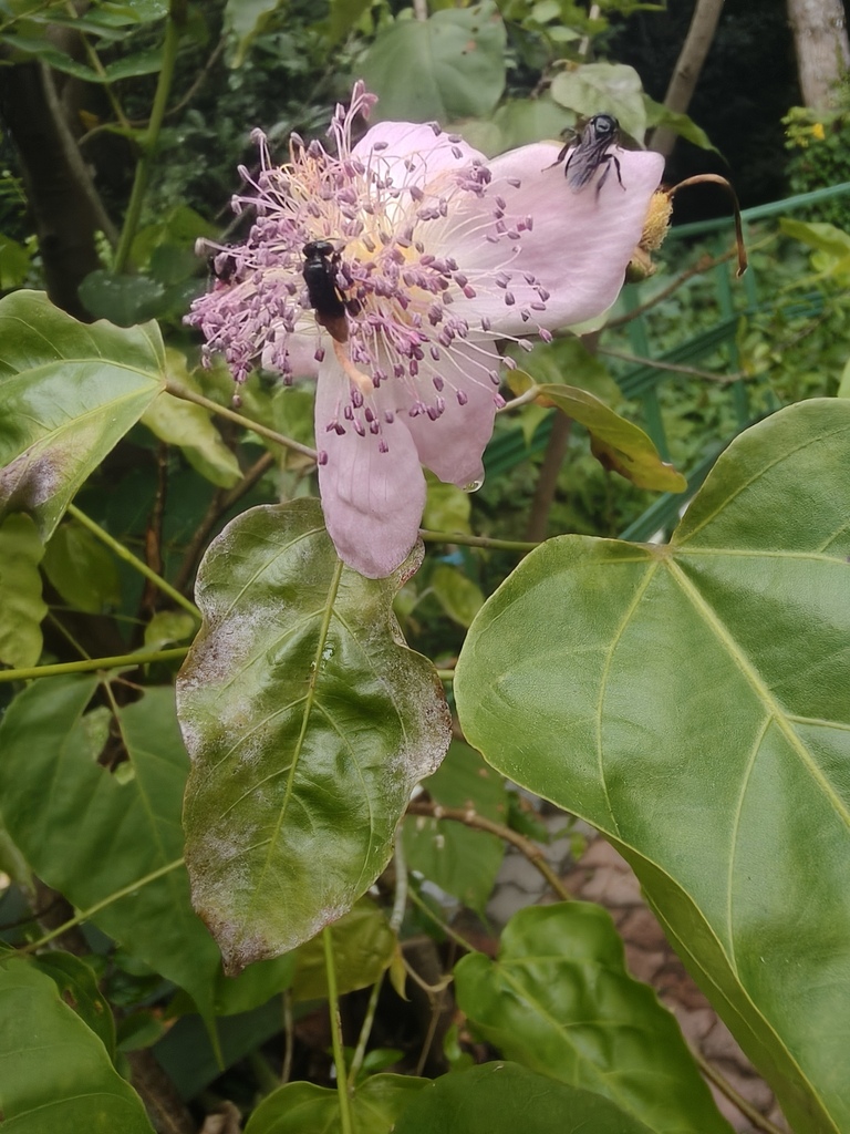 Bixa orellana, Nova Iguaçu - RJ, Brasil