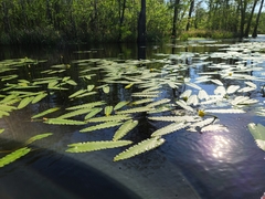 Nuphar sagittifolia