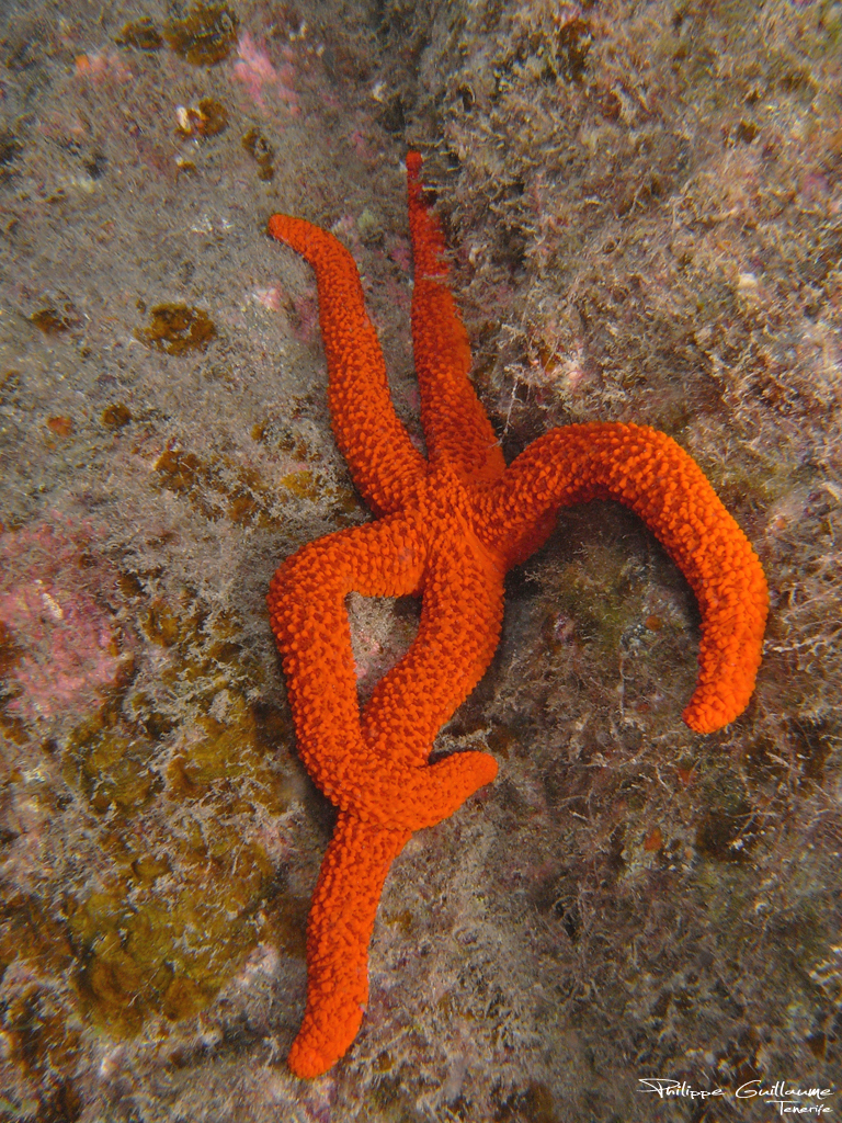 Estrella de mar roja, Wiki Reino Animalia