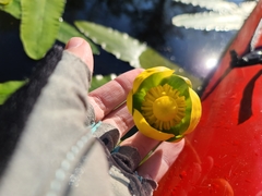 Nuphar sagittifolia