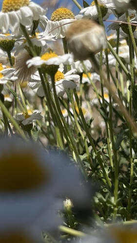 Sea Chamomile