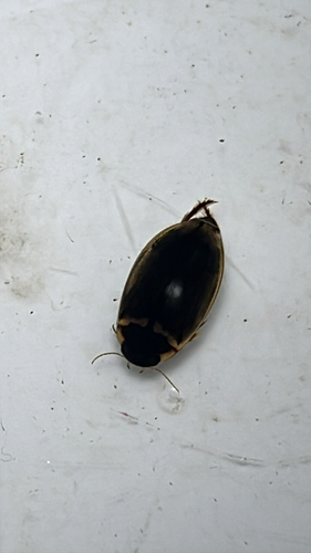 Meridiorhantus calidus