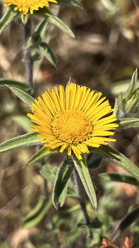 Spiny Starwort