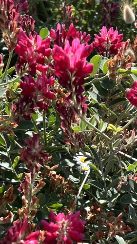 French Honeysuckle