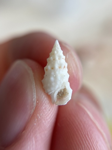 Cerithium eburneum observed 2026-05-22