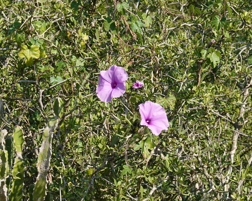 Ipomoea ficifolia, 2026-05-22