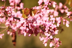 Cercis siliquastrum
