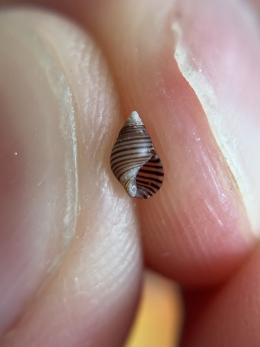 Hinea lineata observed 2026-05-22