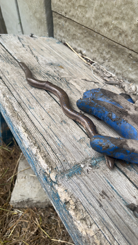 Eastern Slowworm