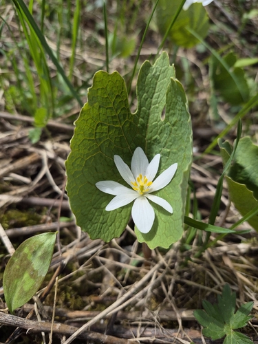 Bloodroot