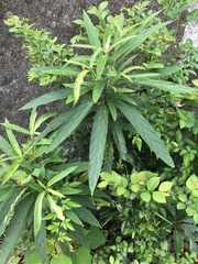 Callicarpa brevipes