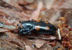 Glischrochilus quadripunctatus