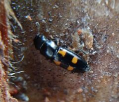 Glischrochilus quadripunctatus