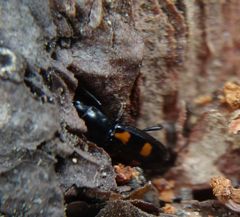 Glischrochilus quadripunctatus