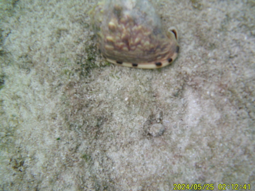 Cassis flammea, 2026-04-02