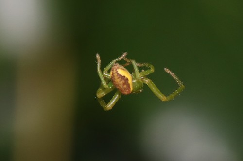 Eurasian Green Crab Spider, Wageningen, Nederland, photo 10 of 10