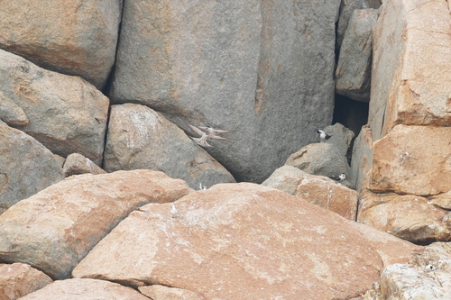 iNaturalist image