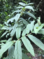 Callicarpa brevipes