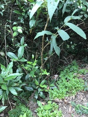 Callicarpa brevipes