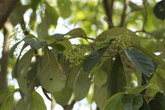 Viburnum odoratissimum