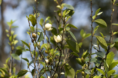 Magnolia figo