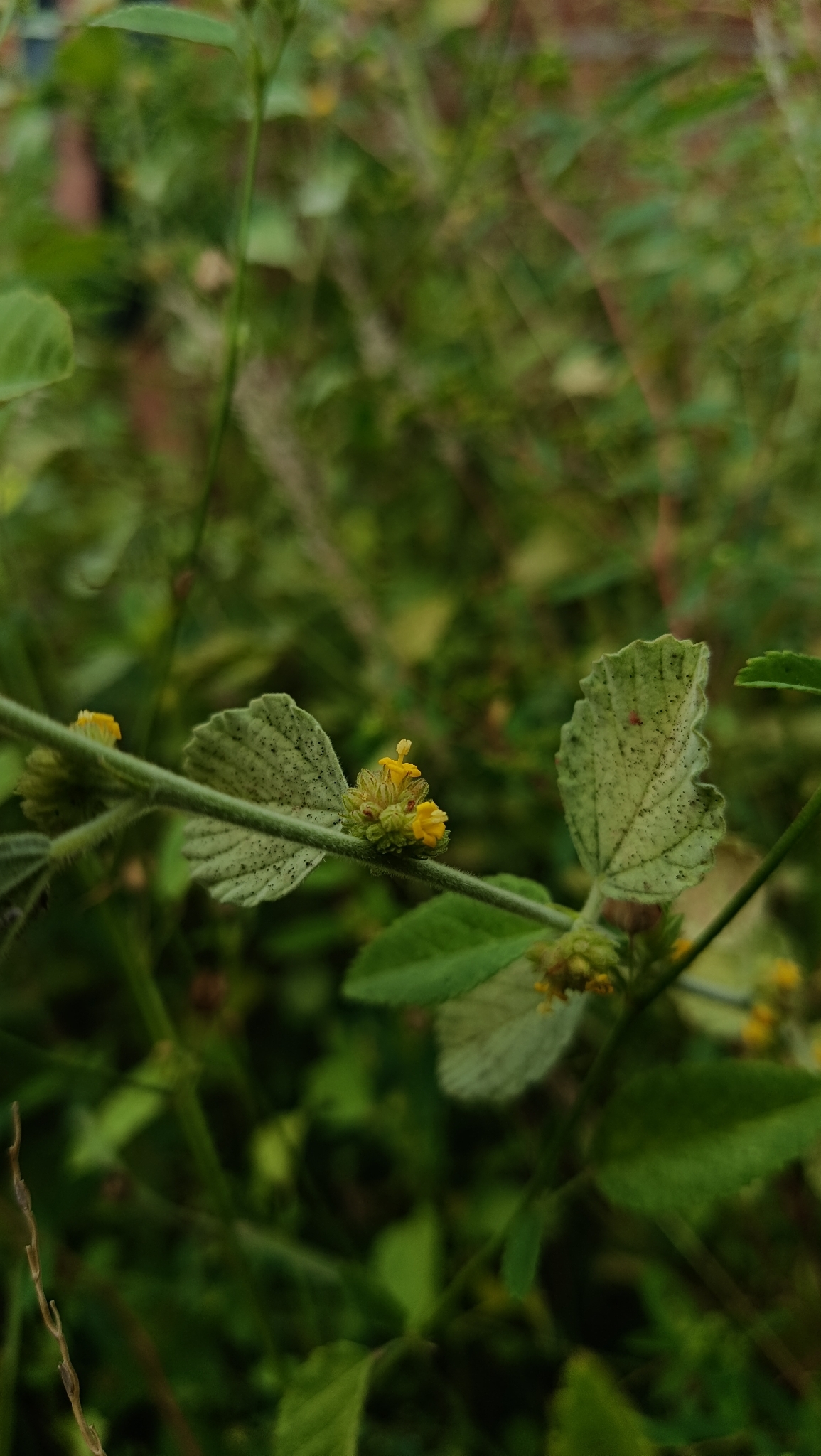 Waltheria rotundifolia