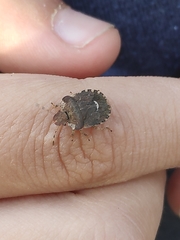 Dyroderes umbraculatus
