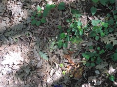 Selinum pyrenaeum