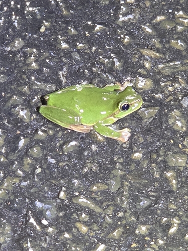Green Flying Frog, Zhangixalus viridis