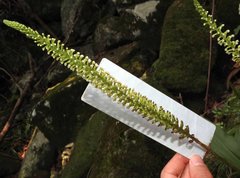 Goodyera procera