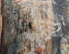 Glischrochilus quadripunctatus