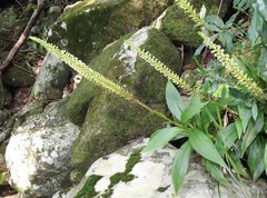 Goodyera procera
