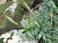 Goodyera procera