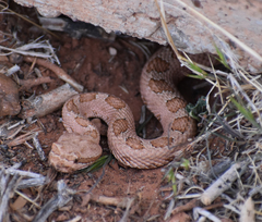 Crotalus oreganus concolor