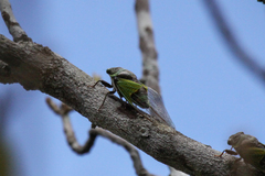 Hemisciera maculipennis