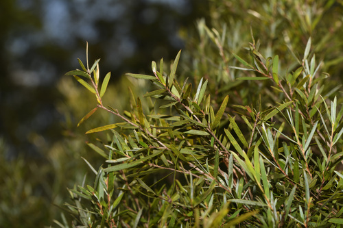 Leptospermum brachyandrum observed 2026-05-23