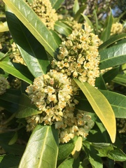 Skimmia