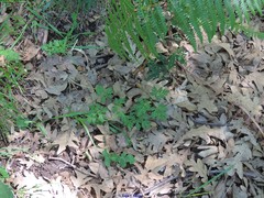 Selinum pyrenaeum