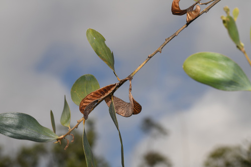 Acacia aulacocarpa observed 2026-05-23