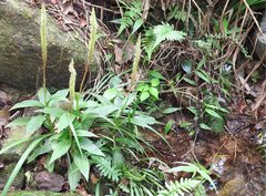 Goodyera procera