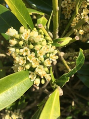 Skimmia