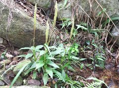 Goodyera procera