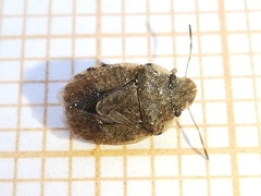 Sciocoris sideritidis