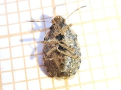 Sciocoris sideritidis