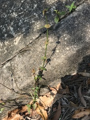 Exallage auricularia