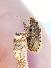 Sciocoris sideritidis