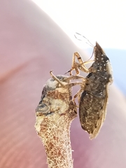 Sciocoris sideritidis