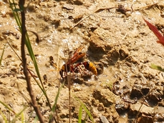 Delta pyriforme pyriforme