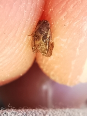 Sciocoris sideritidis