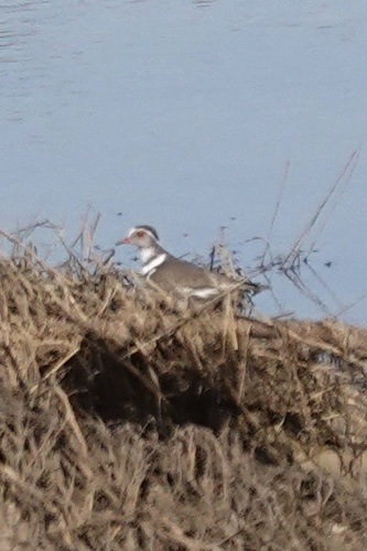 iNaturalist: (c) swnelson1, some rights reserved (CC BY-NC) iNaturalist image
